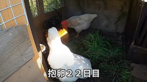 卵をそのままにしておいたら