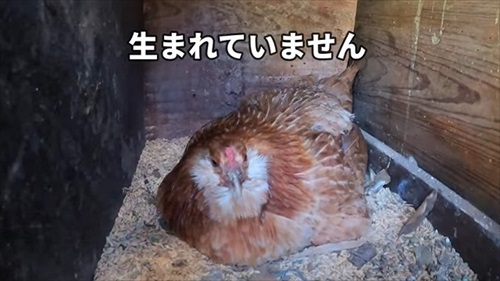 卵をそのままにしておいたら