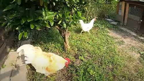 卵をそのままにしておいたら