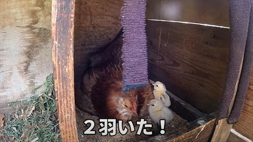 卵をそのままにしておいたら