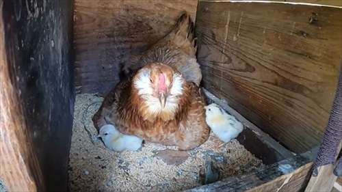 卵をそのままにしておいたら