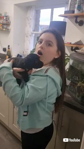 子犬サプライズ