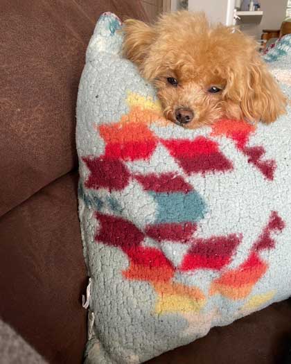 叱られるお兄ちゃんを守る犬