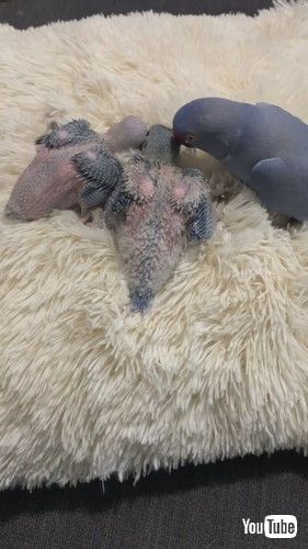 ベイビーと呼ぶインコ