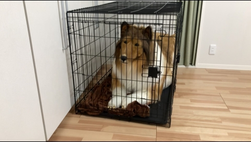 着ぐるみでコリーになってみた人、世界へ