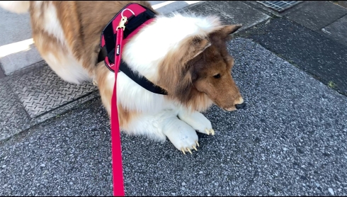 着ぐるみでコリーになってみた人、世界へ