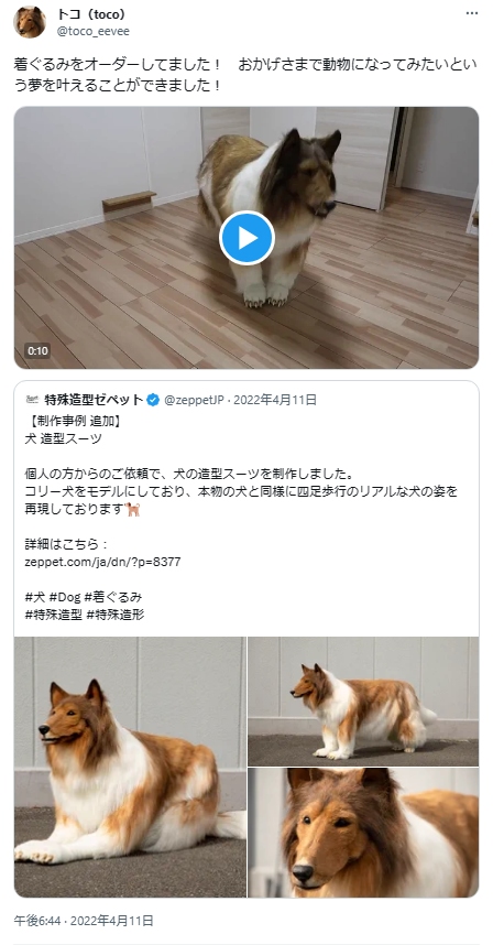 着ぐるみでコリーになってみた人、世界へ