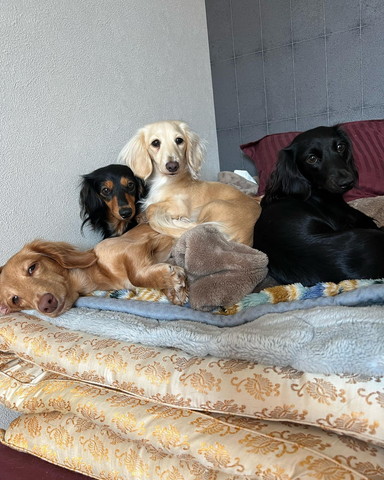 くっついてるワンコたち