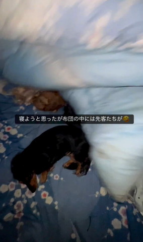 布団をめくってる