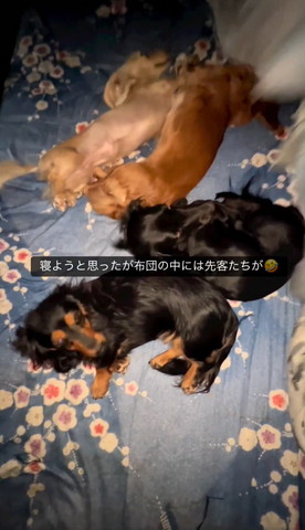 布団で寝るワンコ4匹
