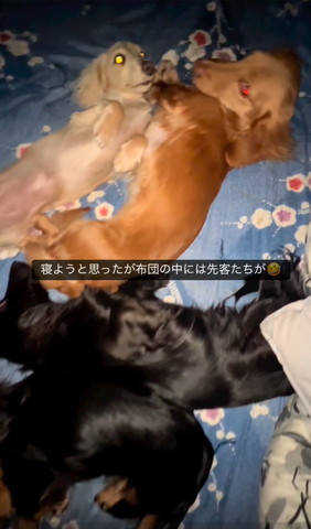 布団で振り返る2匹と寝てる2匹