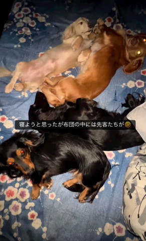 布団でカメラ見るワンコたち