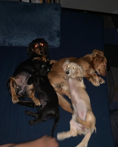 おなか見せて布団で寝てるワンコたち