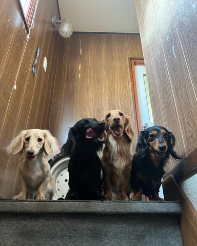 階段から見下ろす4匹