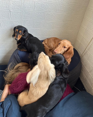 ワンコたちに乗られた飼い主