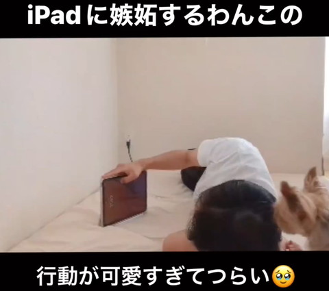 画面右下にワンコ