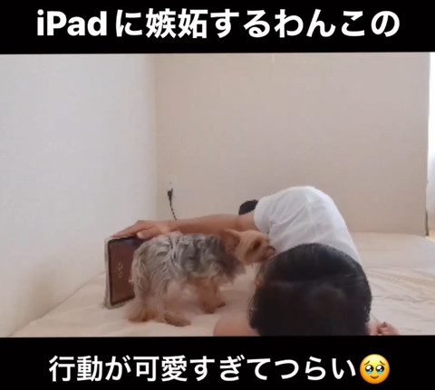 パパの顏をなめてるワンコ