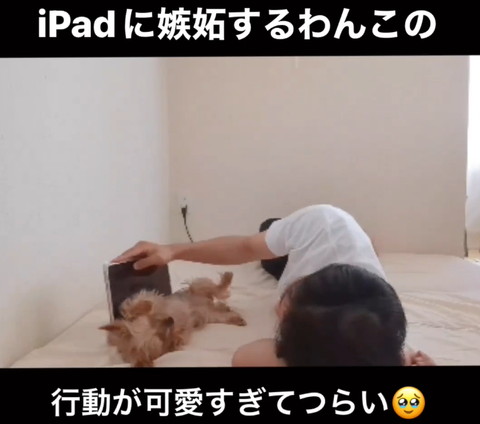 パパの正面のタブレッド前にごろんするワンコ