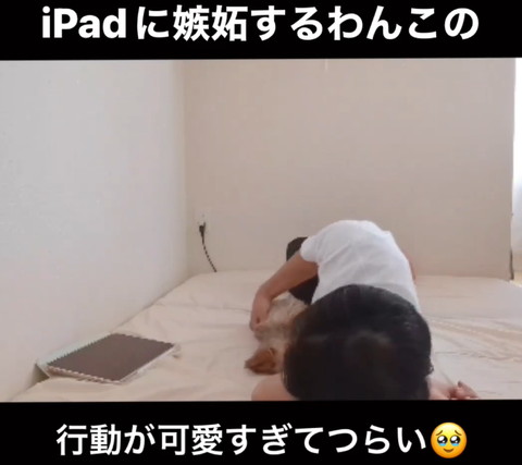 抱き寄せられるワンコ