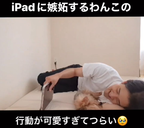 パパさんの前の前でごろんするワンコ