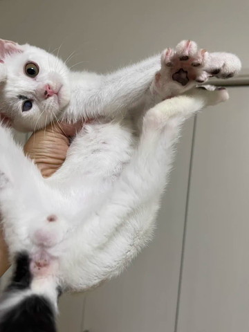 持ち上げられた子猫