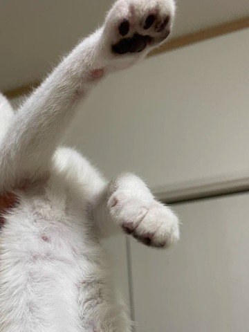 黒くなった肉球