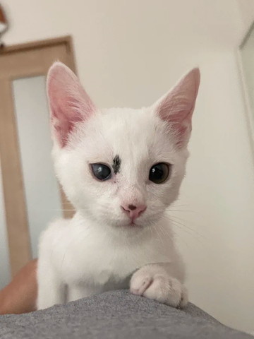 お腹に乗ってる子猫