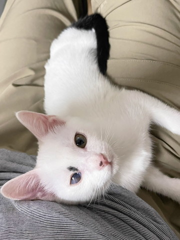 膝に乗って上目遣い子猫