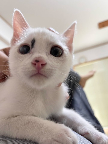 飼い主さんのお腹に乗る子猫アップ