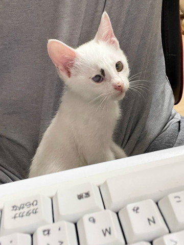 パソコンに座る飼い主のひざにのる猫