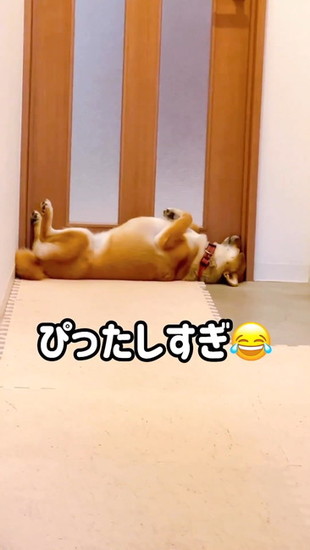 枠にはまった犬
