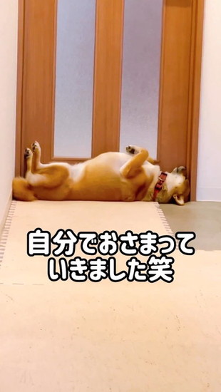 ピッタリはまった犬