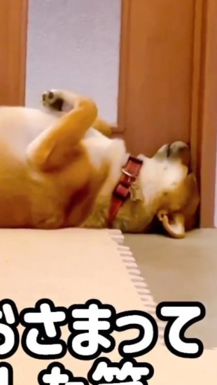 枠に顔をつけた犬