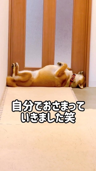 あお向けの犬