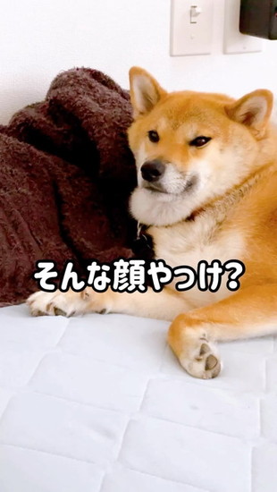 しゃくれた犬