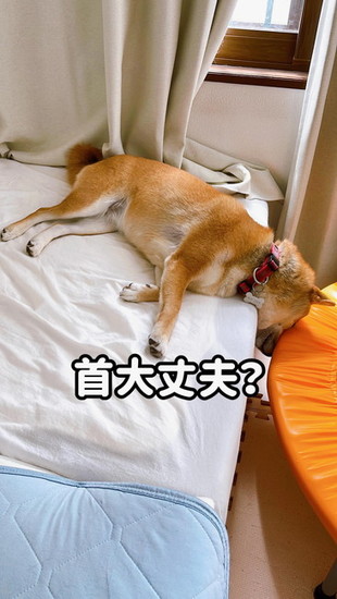 ベッドからはみ出した犬