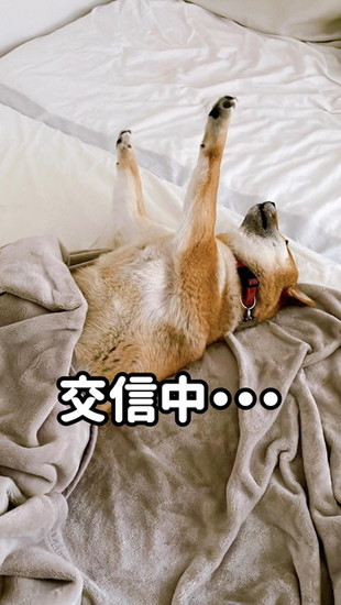 足をのばした犬