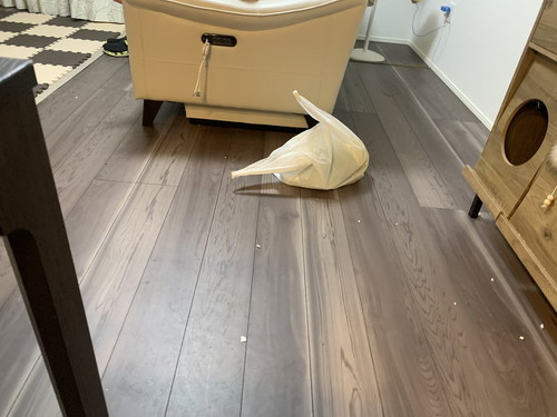 猫飼いあるある