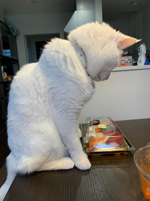 寿司見る猫