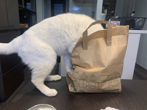 紙袋入る猫