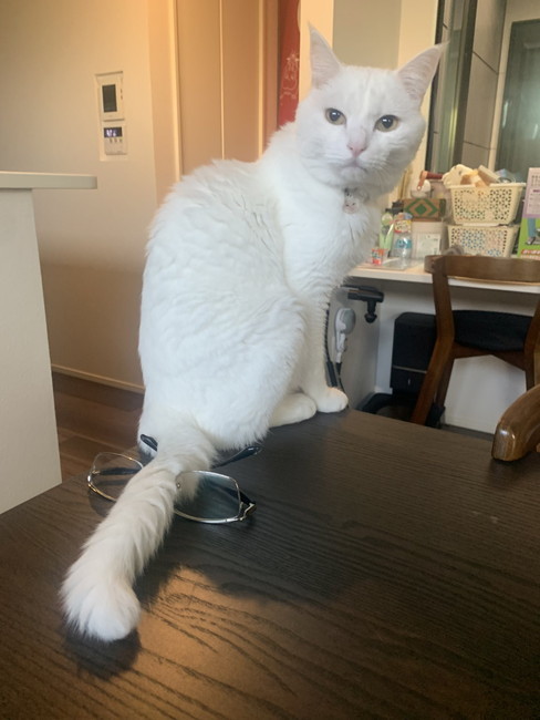 めがね踏む猫猫