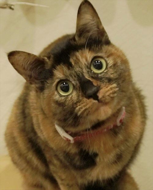 サビ猫たっちゃん