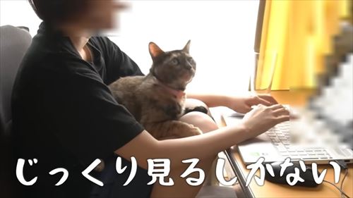 サビ猫たっちゃん