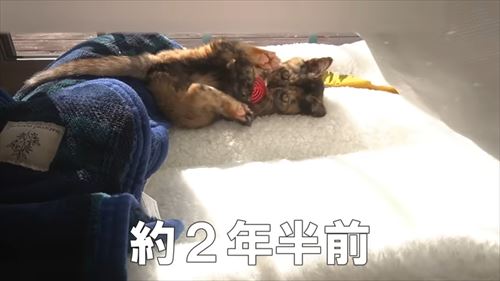 サビ猫たっちゃん
