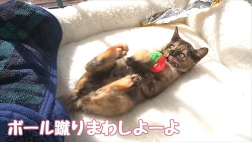 サビ猫たっちゃん