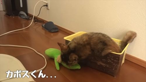 サビ猫たっちゃん
