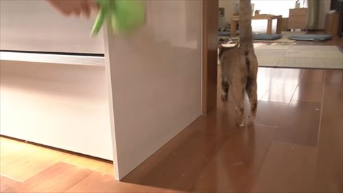 サビ猫たっちゃん