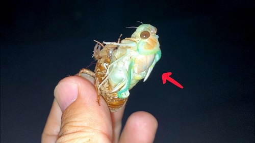 脱皮失敗したセミ