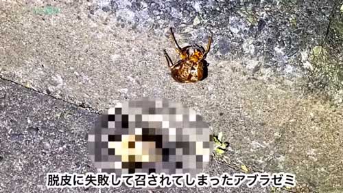 脱皮に失敗してしまったセミ
