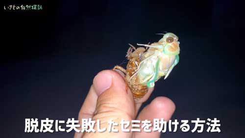 セミの抜け殻
